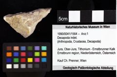 Foto (Objket + Etiketten) von Cyclothyreus sp. 